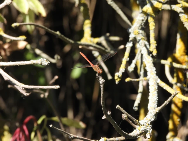 Sympetrum meridionale - fakó katona-szitakötő