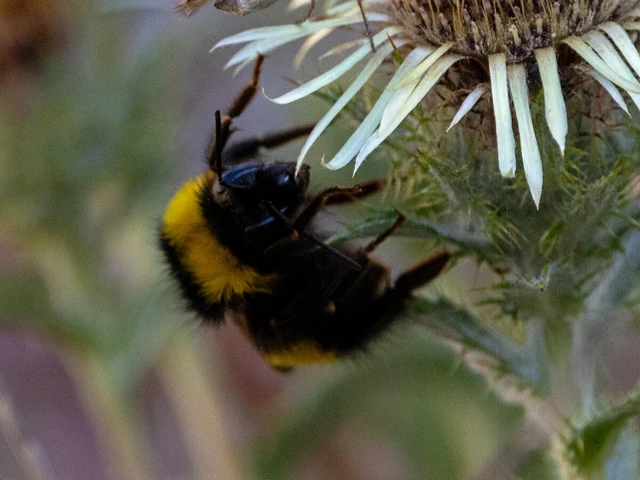Bombus - poszméhek Bombus - poszméhek