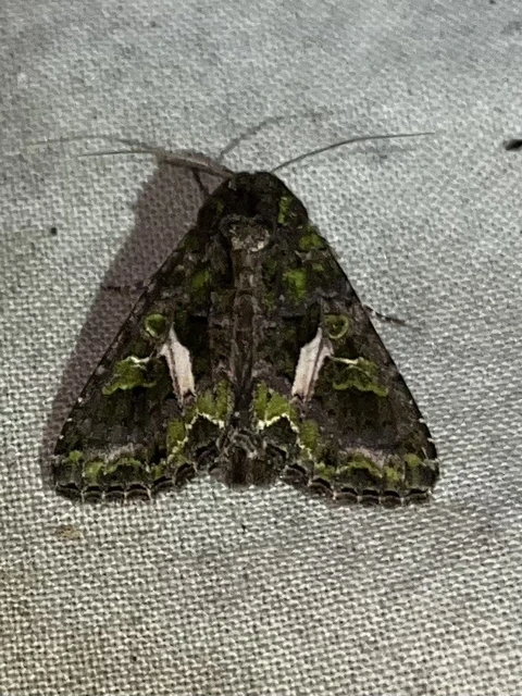 Trachea atriplicis - nyári zöldbagoly
