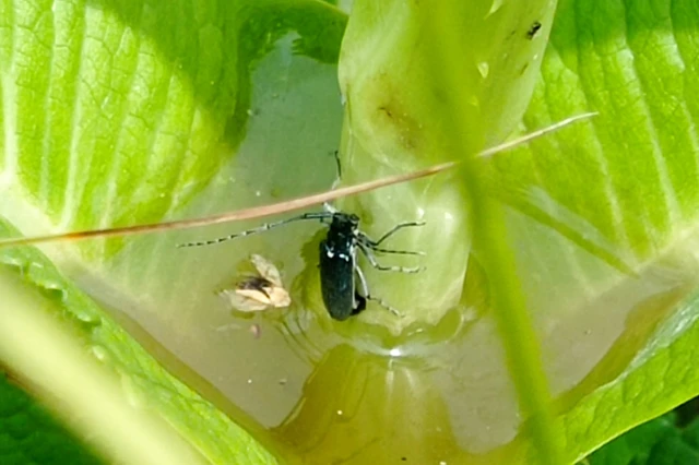 Agapanthia viti