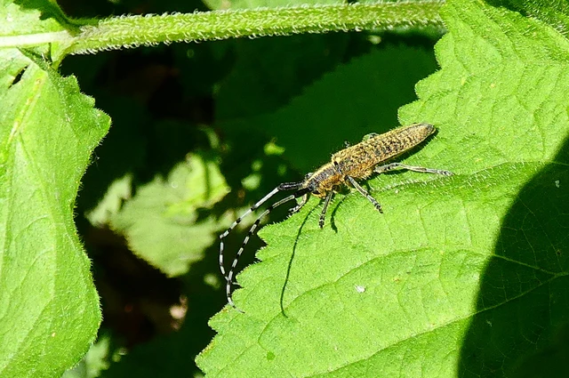 Agapanthia villosoviridescens - fehérgyűrűs bogáncscincér