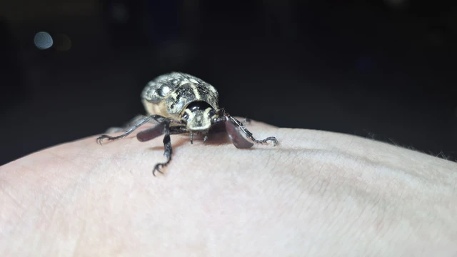 Polyphylla fullo - csapó cserebogár