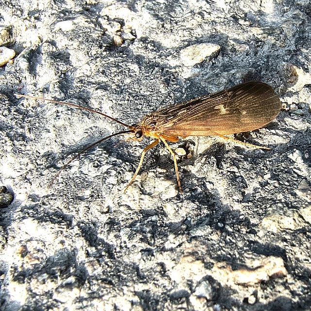 Trichoptera - Tegzesek Trichoptera - Tegzesek