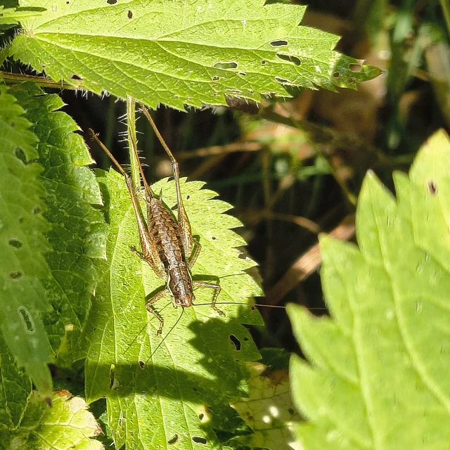 Orthoptera - Egyenesszárnyúak Orthoptera - Egyenesszárnyúak