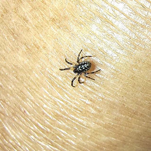 Araneae - Pókok Araneae - Pókok