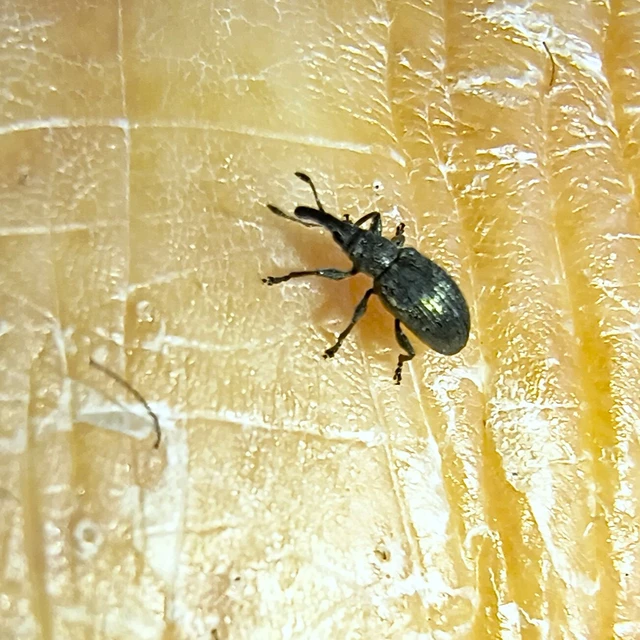 Coleoptera - Bogarak Coleoptera - Bogarak