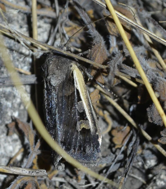 Euxoa hastifera pomazensis - szegélysávos földibagoly