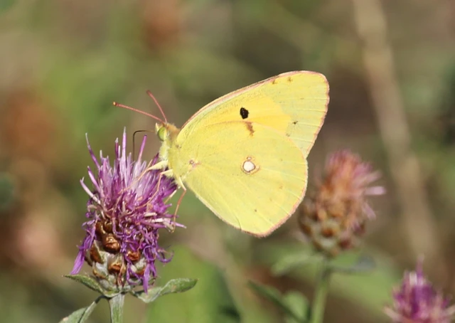 Colias croceus - sáfránylepke
