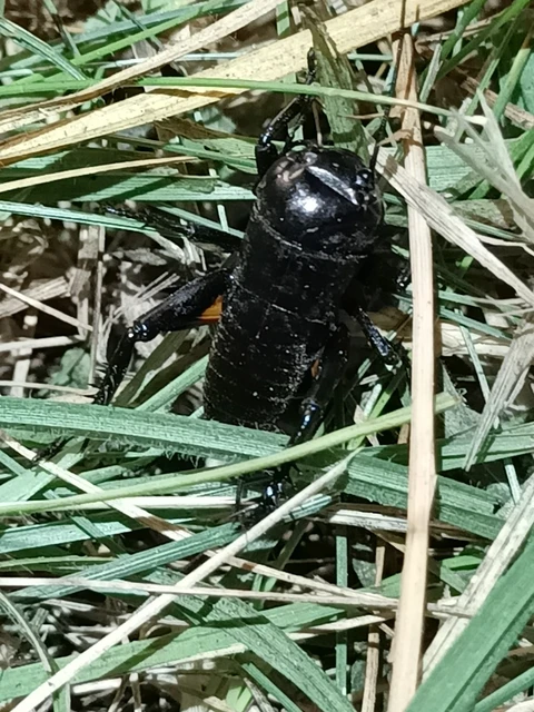 Gryllus campestris - mezei tücsök