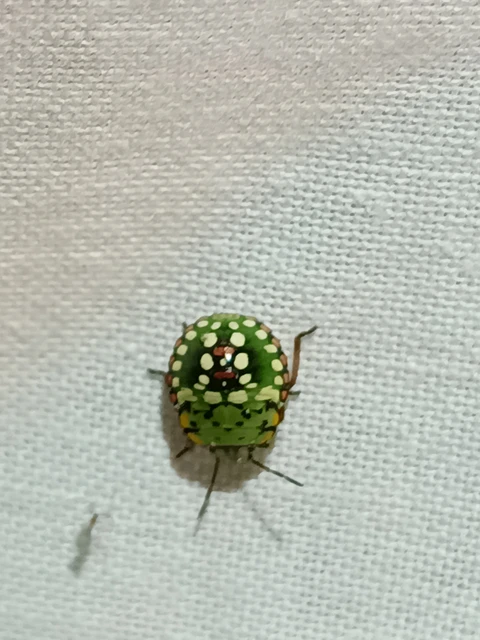 Nezara viridula - zöld vándorpoloska Nezara viridula - zöld vándorpoloska