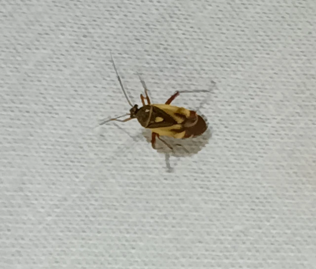 Polymerus Polymerus