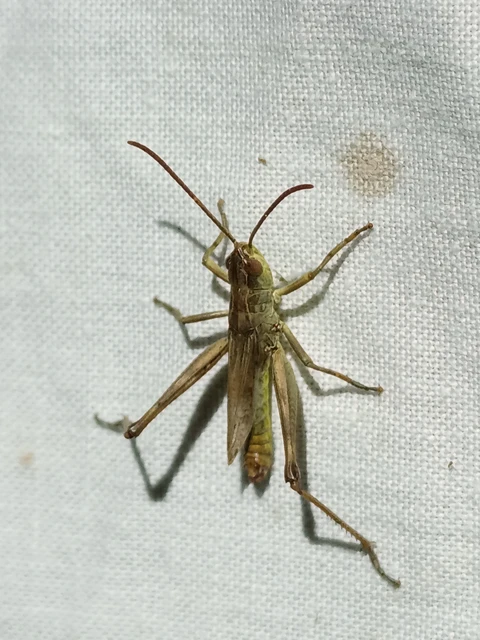 Pseudochorthippus parallelus - közönséges rétisáska