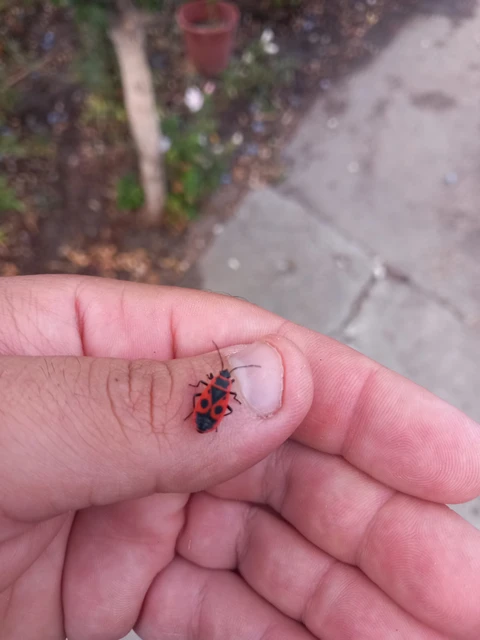 Pyrrhocoris apterus - verőköltő poloska