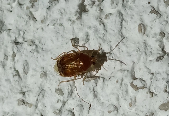 Deraeocoris lutescens - sárgás mezeipoloska Deraeocoris lutescens - sárgás mezeipoloska