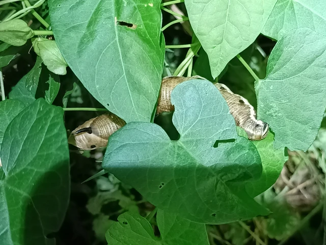 Agrius convolvuli - szulákszender