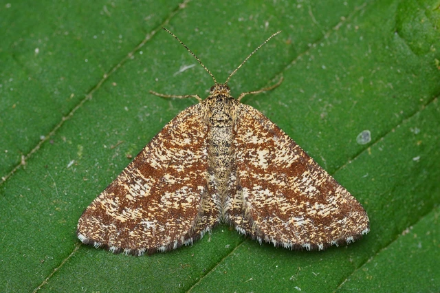 Ematurga atomaria - barna rétiaraszoló