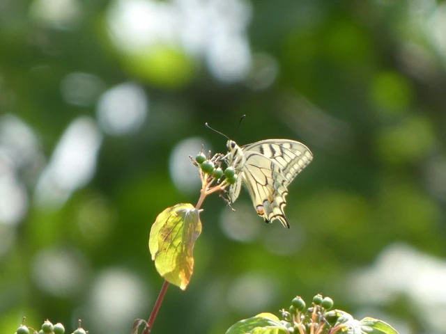 Papilio machaon - fecskefarkú lepke