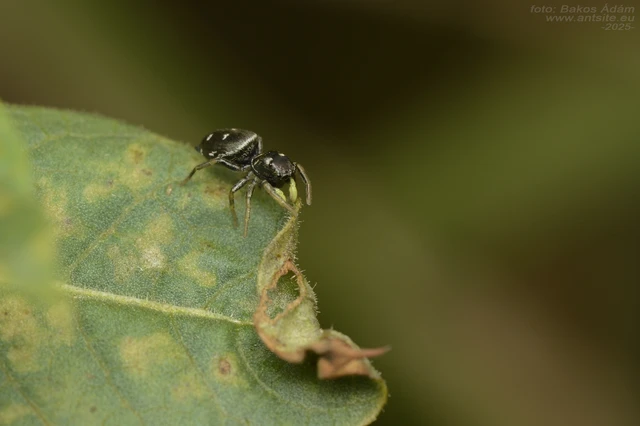 Heliophanus Heliophanus
