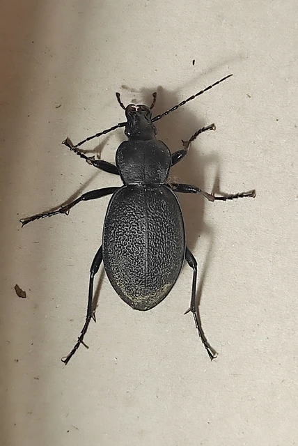 Carabus coriaceus - bőrfutrinka Carabus coriaceus - bőrfutrinka