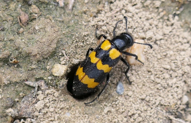 Mylabris variabilis - szalagos hólyaghúzó