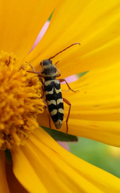 Echinocerus floralis - lucerna-darázscincér