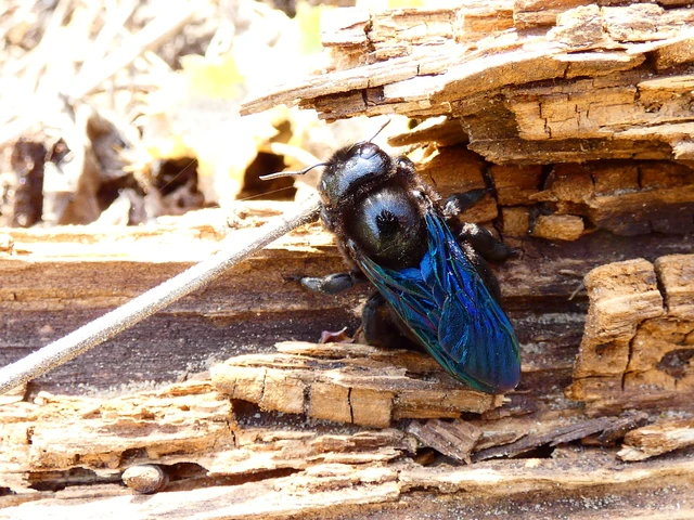 Xylocopa valga - gyakori fadongó Xylocopa valga - gyakori fadongó