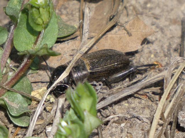 Gryllus campestris - mezei tücsök