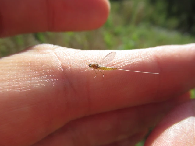 Baetidae Baetidae