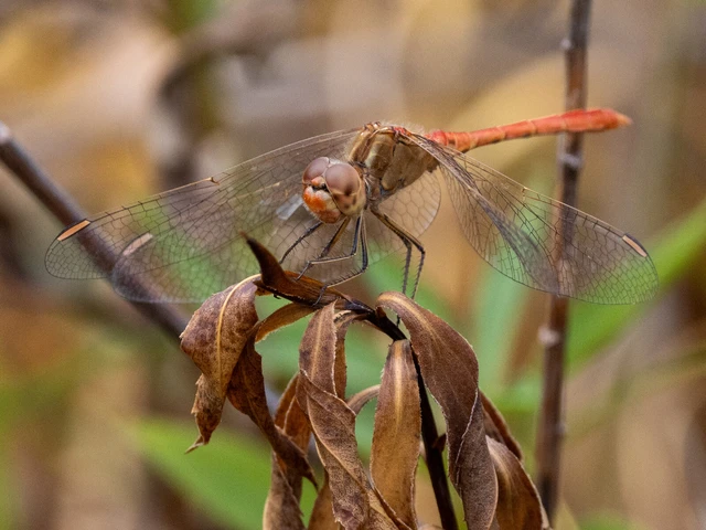 Sympetrum meridionale - fakó katona-szitakötő