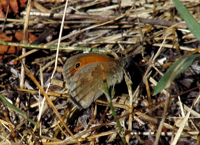 Coenonympha pamphilus - kis szénalepke Coenonympha pamphilus - kis szénalepke