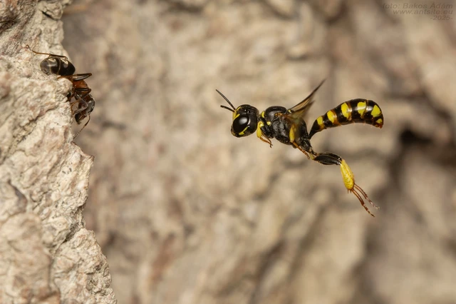 Tracheliodes curvitarsis