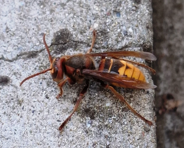 Vespa crabro - lódarázs Vespa crabro - lódarázs