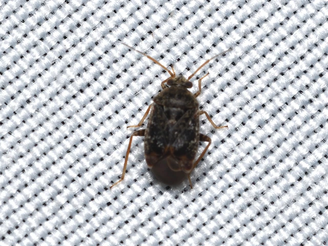 Miridae - mezeipoloskák Miridae - mezeipoloskák