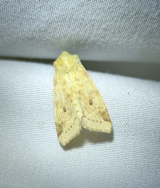 Cirrhia icteritia - nyárfa-sárgabagoly