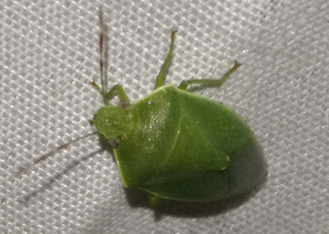 Heteroptera - Poloskák