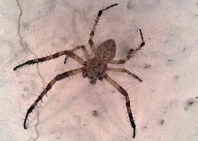 Araneae - Pókok Araneae - Pókok