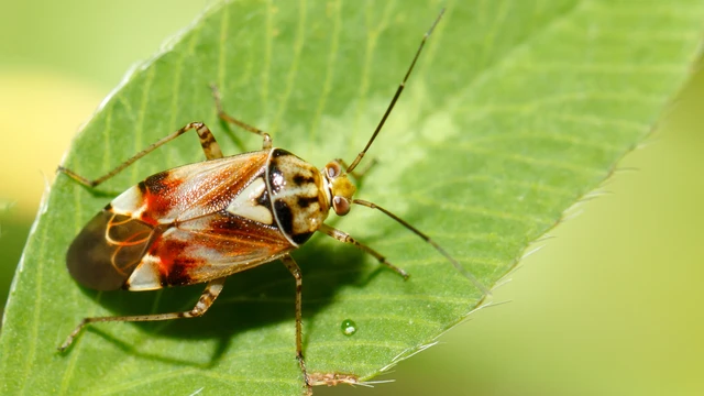 Lygus pratensis - változó mezeipoloska Lygus pratensis - változó mezeipoloska