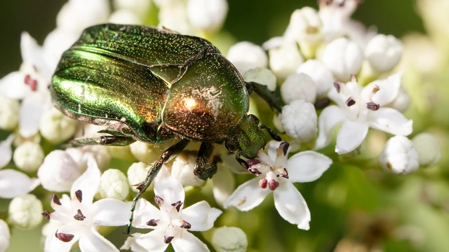 Cetonia aurata - aranyos virágbogár Cetonia aurata - aranyos virágbogár