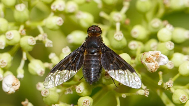 Hemipenthes morio - közönséges gyászlégy