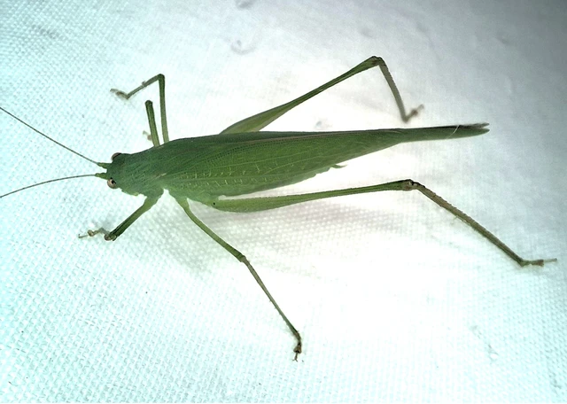 Phaneroptera nana - pontozott repülőszöcske