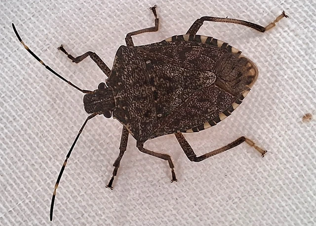 Halyomorpha halys - ázsiai márványospoloska