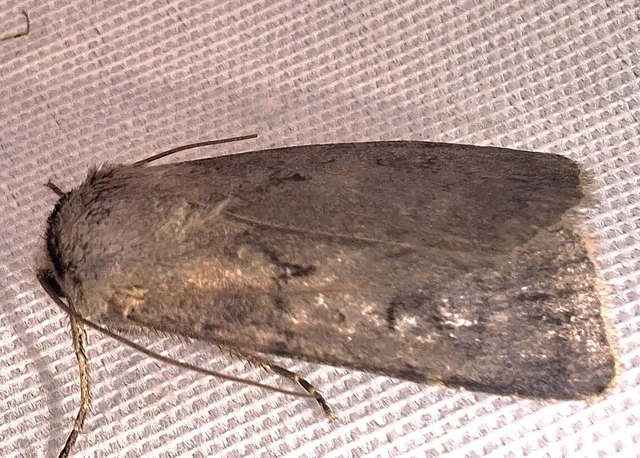 Agrotis exclamationis - felkiáltójeles földibagoly Agrotis exclamationis - felkiáltójeles földibagoly