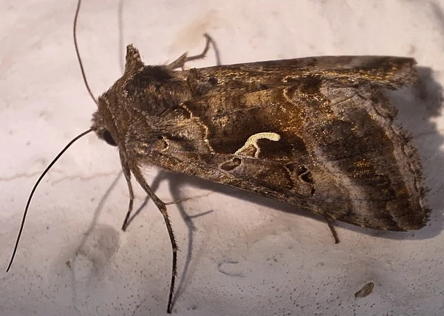 Autographa gamma - gammalepke Autographa gamma - gammalepke