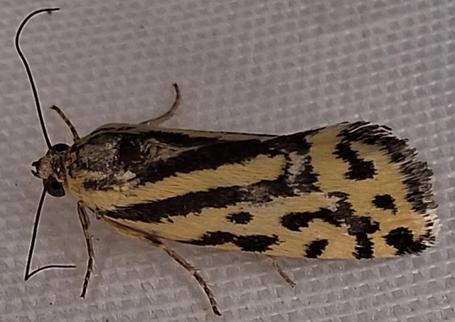 Emmelia trabealis - zebrabagoly Emmelia trabealis - zebrabagoly