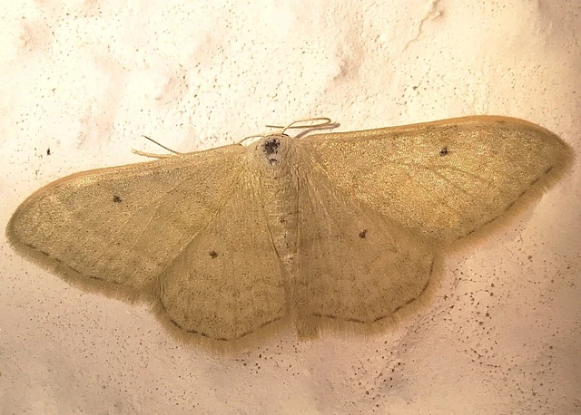 Idaea straminata - szalmasárga sávosaraszoló Idaea straminata - szalmasárga sávosaraszoló