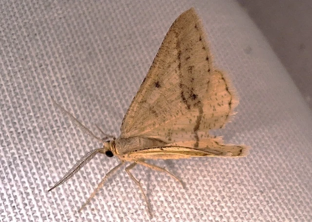 Tephrina arenacearia - lucerna-araszoló Tephrina arenacearia - lucerna-araszoló