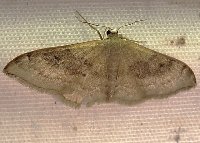 Idaea degeneraria - barnasávos araszoló Idaea degeneraria - barnasávos araszoló