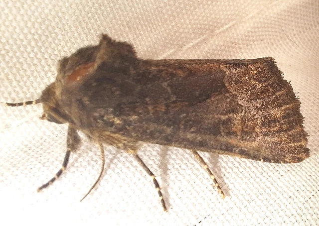 Thalpophila matura - fakó erdeibagoly Thalpophila matura - fakó erdeibagoly