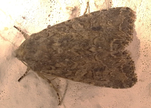 Hadula trifolii - lóherebagoly Hadula trifolii - lóherebagoly