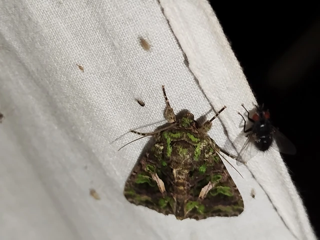 Trachea atriplicis - nyári zöldbagoly